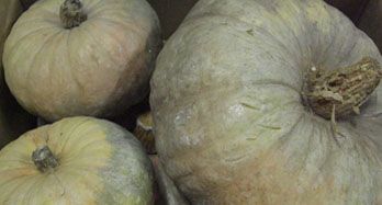 Calabazas 10 Kg