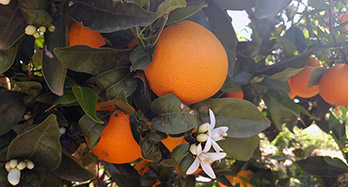 Naranjas Navel Chislett 18Kg