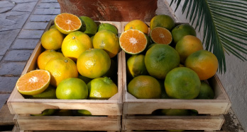 Mandarina ClemenPons 12 Kg